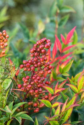 Nandina domestica (Hemelse bamboe) - afbeelding 21