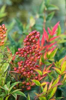 Nandina domestica (Hemelse bamboe) - afbeelding 21