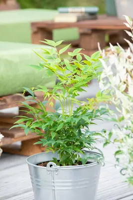 Nandina domestica (Hemelse bamboe) - afbeelding 9