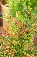 Nandina domestica (Hemelse bamboe) - afbeelding 14