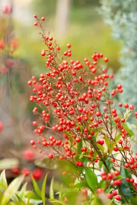 Nandina domestica (Hemelse bamboe) - afbeelding 20