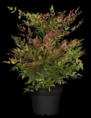 Nandina domestica (Hemelse bamboe) - afbeelding 10