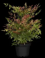 Nandina domestica (Hemelse bamboe) - afbeelding 10