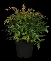 Nandina domestica (Hemelse bamboe) - afbeelding 1