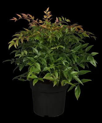 Nandina domestica (Hemelse bamboe) - afbeelding 1