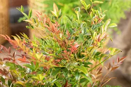 Nandina domestica (Hemelse bamboe) - afbeelding 11