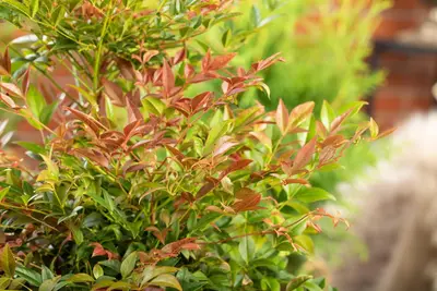 Nandina domestica (Hemelse bamboe) - afbeelding 12