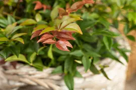 Nandina domestica (Hemelse bamboe) - afbeelding 13