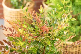 Nandina domestica (Hemelse bamboe) - afbeelding 18