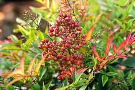 Nandina domestica (Hemelse bamboe) - afbeelding 22