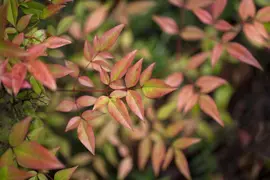 Nandina domestica (Hemelse bamboe) - afbeelding 2