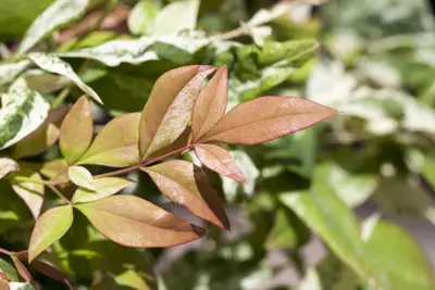 Nandina domestica (Hemelse bamboe) - afbeelding 5