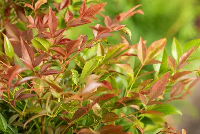 Nandina domestica (Hemelse bamboe) - afbeelding 15