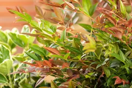 Nandina domestica (Hemelse bamboe) - afbeelding 17