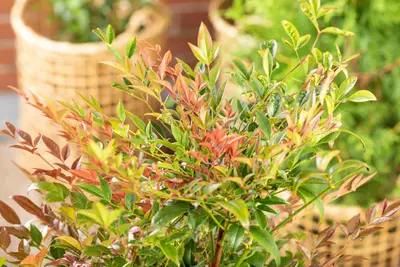 Nandina domestica (Hemelse bamboe) - afbeelding 18