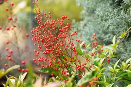Nandina domestica (Hemelse bamboe) - afbeelding 19