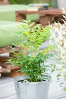 Nandina domestica 'Magical® Lemon and Lime' (Hemelse Bamboe 'Magical® Lemon and Lime') - afbeelding 2