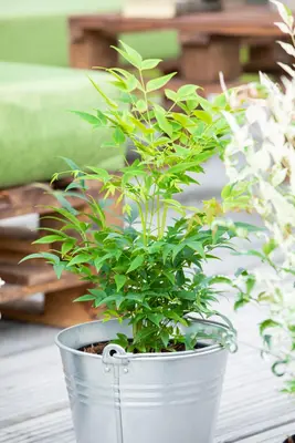 Nandina domestica 'Magical® Lemon and Lime' (Hemelse Bamboe 'Magical® Lemon and Lime') - afbeelding 3