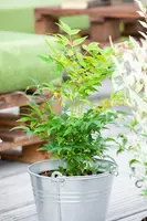 Nandina domestica 'Magical® Lemon and Lime' (Hemelse Bamboe 'Magical® Lemon and Lime') - afbeelding 3