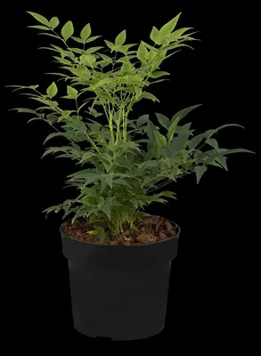 Nandina domestica 'Magical® Lemon and Lime' (Hemelse Bamboe 'Magical® Lemon and Lime') - afbeelding 7