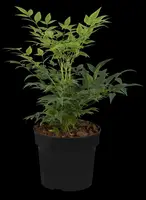 Nandina domestica 'Magical® Lemon and Lime' (Hemelse Bamboe 'Magical® Lemon and Lime') - afbeelding 7