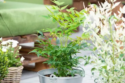 Nandina domestica 'Magical® Lemon and Lime' (Hemelse Bamboe 'Magical® Lemon and Lime') - afbeelding 1