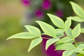 Nandina domestica 'Magical® Lemon and Lime' (Hemelse Bamboe 'Magical® Lemon and Lime') - afbeelding 5