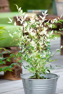 Nandina domestica 'Twilight' (Hemelse bamboe 'Twilight') - afbeelding 3
