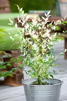 Nandina domestica 'Twilight' (Hemelse bamboe 'Twilight') - afbeelding 3