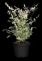 Nandina domestica 'Twilight' (Hemelse bamboe 'Twilight') - afbeelding 8