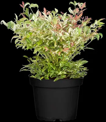 Nandina domestica 'Twilight' (Hemelse bamboe 'Twilight') - afbeelding 2