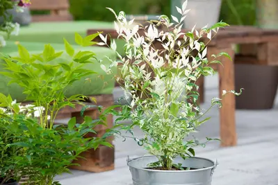 Nandina domestica 'Twilight' (Hemelse bamboe 'Twilight') - afbeelding 4