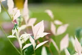 Nandina domestica 'Twilight' (Hemelse bamboe 'Twilight') - afbeelding 5