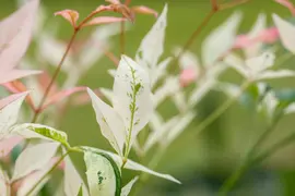 Nandina domestica 'Twilight' (Hemelse bamboe 'Twilight') - afbeelding 6