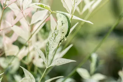 Nandina domestica 'Twilight' (Hemelse bamboe 'Twilight') - afbeelding 7