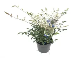 Nandina domestica 'Twilight' (Hemelse bamboe 'Twilight') - afbeelding 1