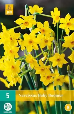 Narcissus baby boomer 5st - afbeelding 2
