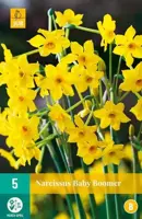 Narcissus baby boomer 5st - afbeelding 2