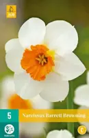 Narcissus Barrett Browning 5 narcisbollen - afbeelding 2