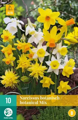 Narcissus Botanisch mix 10 narcisbollen - afbeelding 1