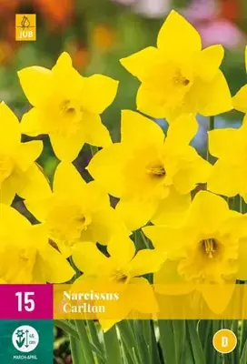 Narcissus Carlton 15 narcisbollen - afbeelding 2