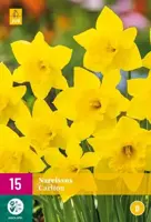Narcissus Carlton 15 narcisbollen - afbeelding 2