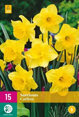 Narcissus Carlton 15 narcisbollen - afbeelding 1
