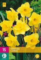 Narcissus Carlton 15 narcisbollen - afbeelding 1