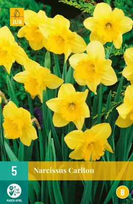 Narcissus Carlton 5 narcisbollen - afbeelding 1