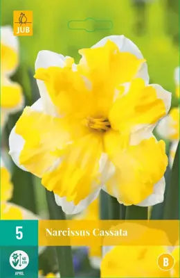 Narcissus Cassata 5 narcisbollen - afbeelding 1