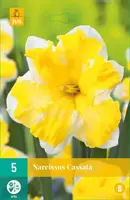 Narcissus Cassata 5 narcisbollen - afbeelding 1