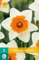 Narcissus chromacolor 5 bloembollen - afbeelding 2