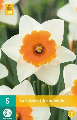 Narcissus chromacolor 5 bloembollen - afbeelding 1