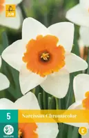 Narcissus chromacolor 5 bloembollen - afbeelding 1